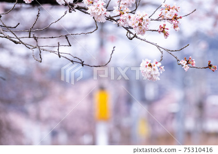 [山梨縣] Katsunumabudokyo中的Jinrokuzakura 75310416