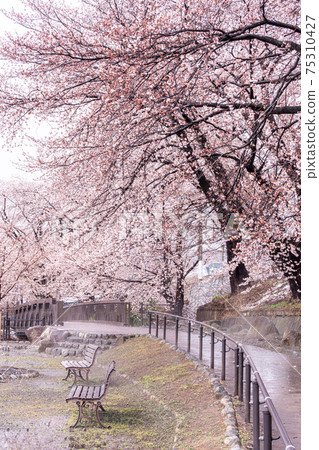 [山梨縣] Katsunumabudokyo中的Jinrokuzakura 75310427