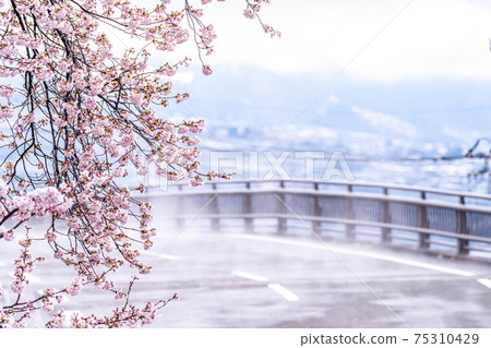 [山梨縣] Katsunumabudokyo中的Jinrokuzakura 75310429