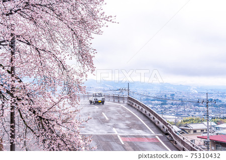 [山梨縣] Katsunumabudokyo中的Jinrokuzakura 75310432