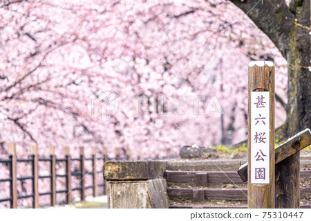 [山梨縣] Katsunumabudokyo中的Jinrokuzakura 75310447