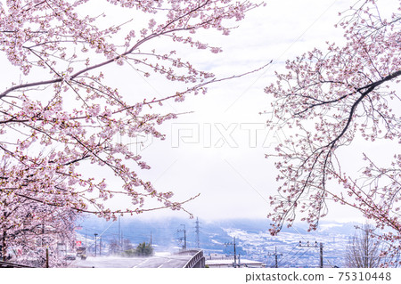 [山梨縣] Katsunumabudokyo中的Jinrokuzakura 75310448