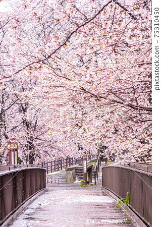 [山梨縣] Katsunumabudokyo中的Jinrokuzakura 75310450