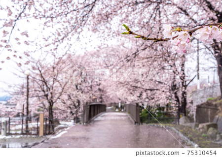 [Yamanashi Prefecture] Jinrokuzakura in Katsunumabudokyo 75310454