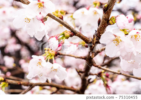 [Yamanashi Prefecture] Jinrokuzakura in Katsunumabudokyo 75310455