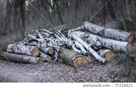 Tree trunks cut 75310821