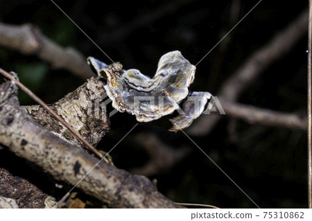 A mushroom on a branch. A mushroom on a branch. 75310862