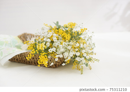 含羞草和滿天星的香味 含羞草和滿天星的香味 75311210