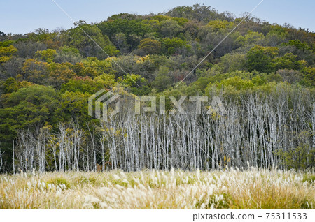 諾托岬的秋天風景 75311533