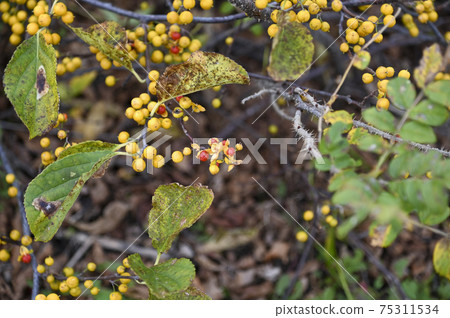 東方苦樂參半 東方苦樂參半 75311534