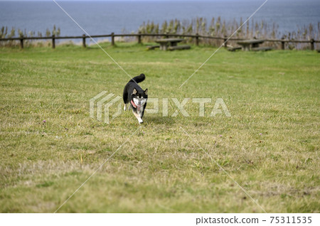 黑芝穿過Notori海角 黑芝穿過Notori海角 75311535