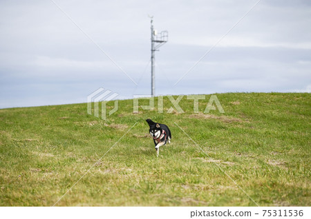 黑芝穿過Notori海角 黑芝穿過Notori海角 75311536