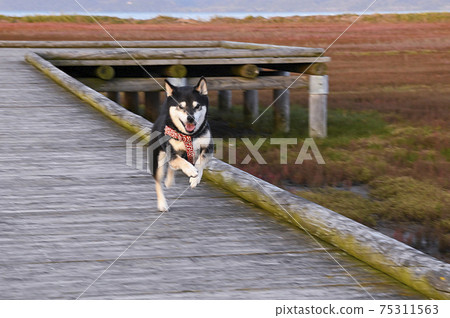 Kuroshiba sprinting along the shores of Lake Notoro, where sango grass spreads Kuroshiba sprinting along the shores of Lake Notoro, where sango grass spreads 75311563
