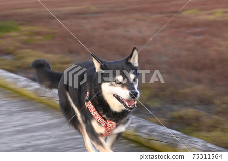 Kuroshiba sprinting along the shores of Lake Notoro, where sango grass spreads Kuroshiba sprinting along the shores of Lake Notoro, where sango grass spreads 75311564