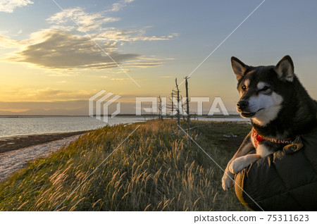 秋天的黃昏托多瓦拉的黑色芝 75311623