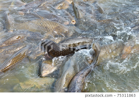 池塘的鯉魚 池塘的鯉魚 75311863