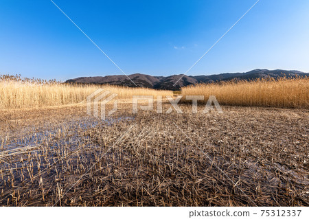 Reed reed reef bunch of Kitakami River golden reed field Reed reed reef bunch of Kitakami River golden reed field 75312337