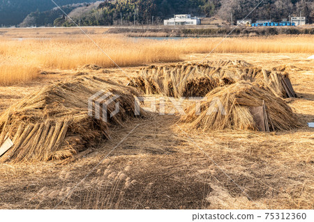 카미가와 황금빛 갈 대밭의 갈대 깎는 갈대 뭉치 - 스톡사진 [75312360] - Pixta