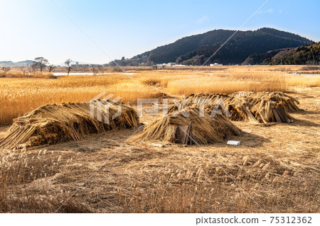 Reed reed reef bunch of Kitakami River golden reed field 75312362