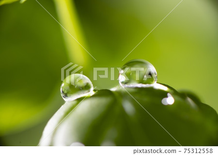 Fresh spring green and sprout plants Fresh spring green and sprout plants 75312558