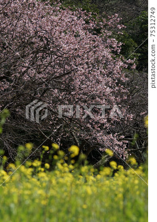 Tottori four seasons walk spring Qingdao 75312749