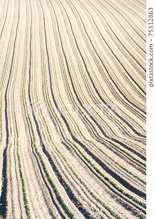 Spring field where green seedlings are planted Spring field where green seedlings are planted 75312863