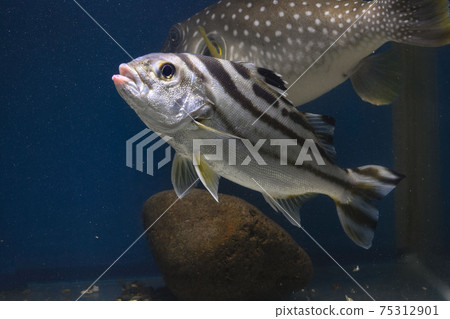 Crescent Grunter Sazanami Fugu 75312901
