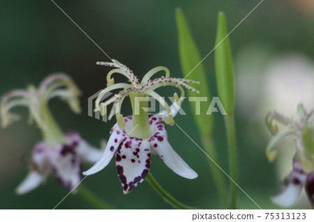 花朵形狀神秘的Hototogisu 75313123