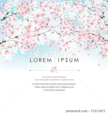 Vector illustration of spring landscape with cherry trees in full bloom. Design for social media, party invitation, Print, Frame Clip Art and Business Advertisement and Promotion 75313971