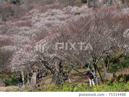 In late February, Yugawara Umebayashi, which blooms for five minutes, also known as "Makuyama Park (Makuyama Park)", is a 10-minute bus ride from JR Yugawara Station. In late February, Yugawara Umebayashi, which blooms for five minutes, also known as "Makuyama Park (Makuyama Park)", is a 10-minute bus ride from JR Yugawara Station. 75314486