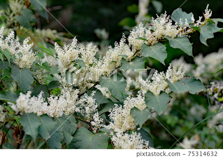 Itadori flower 75314632