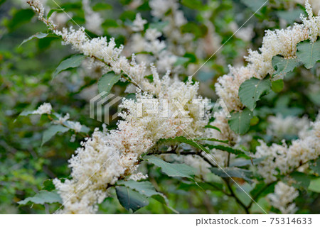 Itadori flower 75314633