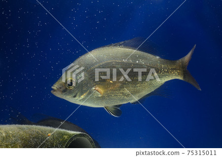 Matanago Umitanago Tanago 75315011