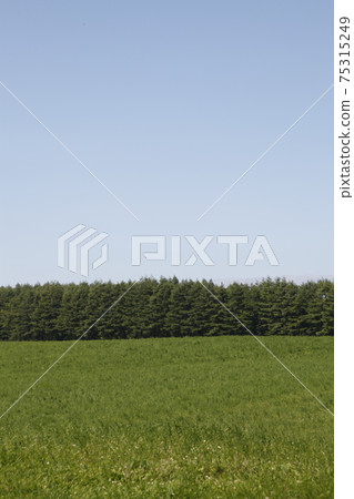 Prairie of Hokkaido Prairie of Hokkaido 75315249