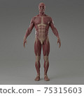 3d rendering illustration of muscle 75315603