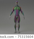 3d rendering illustration of muscle 75315604