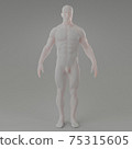 3d rendering illustration of muscle 75315605