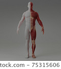3d rendering illustration of muscle 75315606