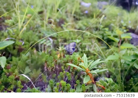 Flight of Karafutoru Rishijimi (Shikaoi Town, Hokkaido) Flight of Karafutoru Rishijimi (Shikaoi Town, Hokkaido) 75315639