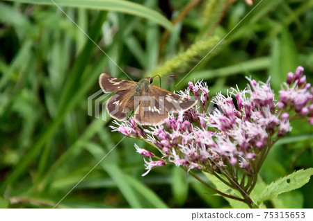 Flight of Ochabaneseseri (Sounkyo, Hokkaido) 75315653