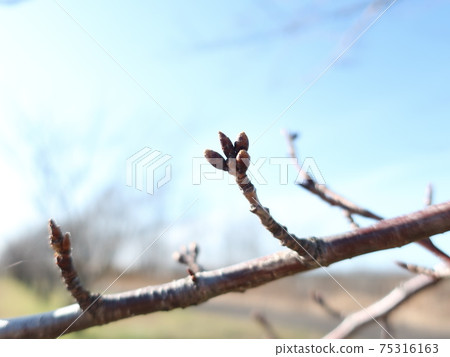 Cherry blossoms 75316163