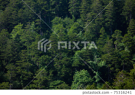 Japan's Three Great Forests Aomori Hiba Forest 75316241
