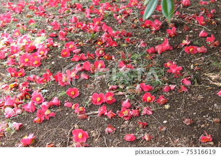 落花茶花 75316619