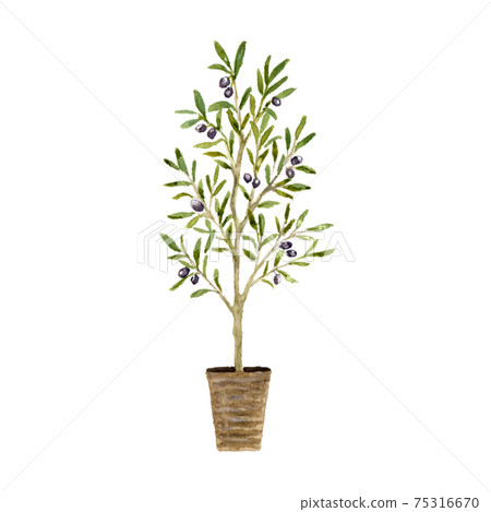 Olive tree watercolor illustration Olive tree watercolor illustration 75316670