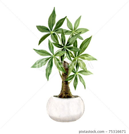 帕奇拉水彩插圖 75316671