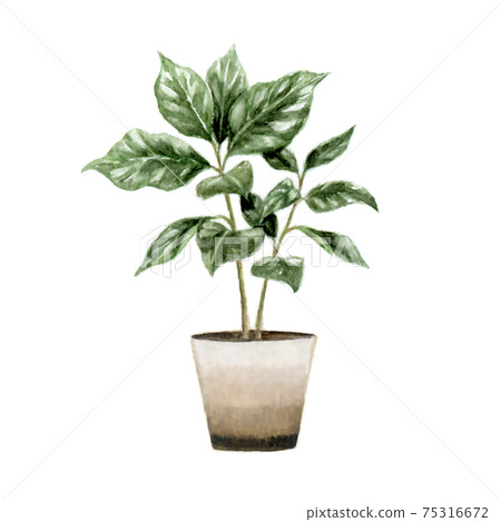 咖啡樹的水彩插圖 75316672