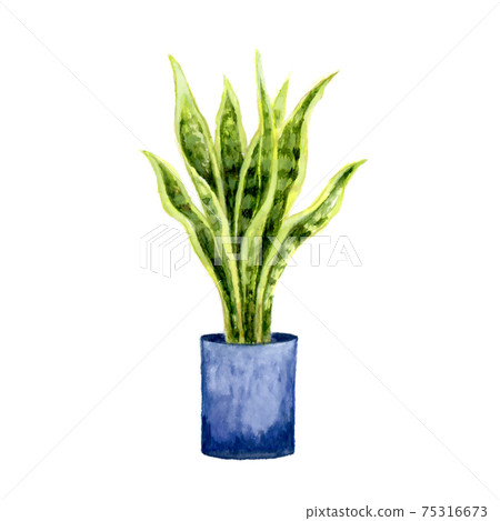 虎皮蘭的水彩插圖 75316673