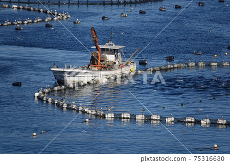 高檔魚紅鯛魚養殖場 75316680