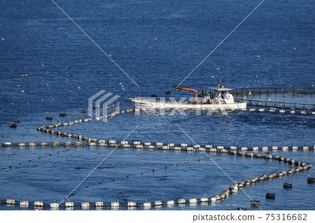 Tuna and red sea bream farm Tuna and red sea bream farm 75316682