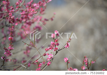 府中市立森林博物館梅藍天 75316802
